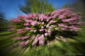 ICM Nature