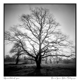 Création photographique noir et blanc argentique