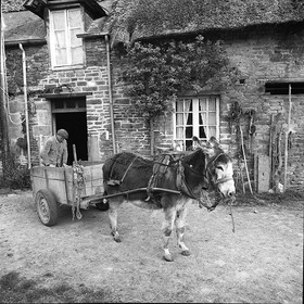 L'Ane à la ferme