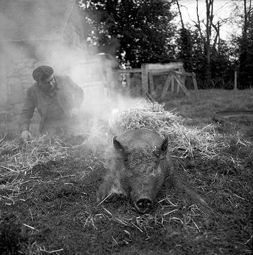 La journée du Cochon