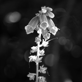Création Noir&Blanc