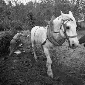 Le champ derrière la ferme