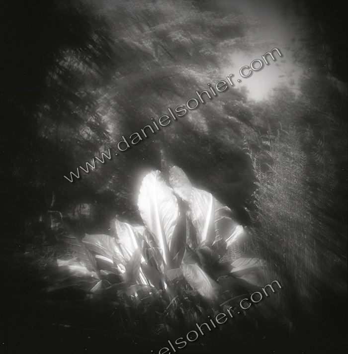 LE PARC - JARDIN FAVIER - Cherbourg en Cotentin - Manche - France 1986 - Hasselblad 6x6 argentique Photographie N° JF 11