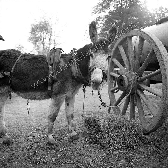 L'Ane à la ferme