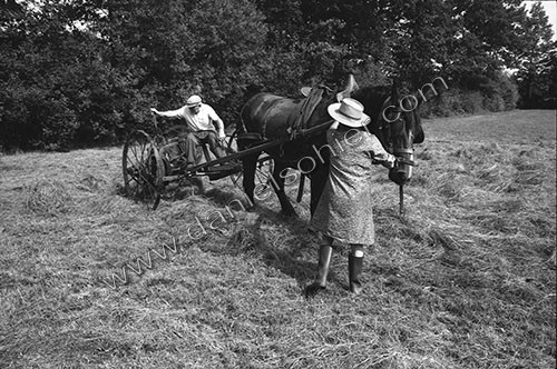 Reportage sur les foins