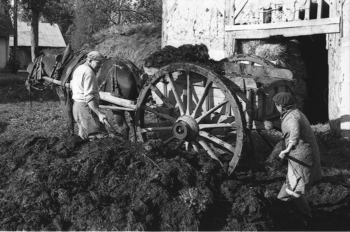 Le fumier dans l'Baniau