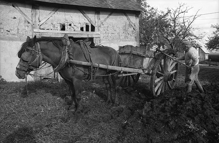 Le fumier dans l'Baniau