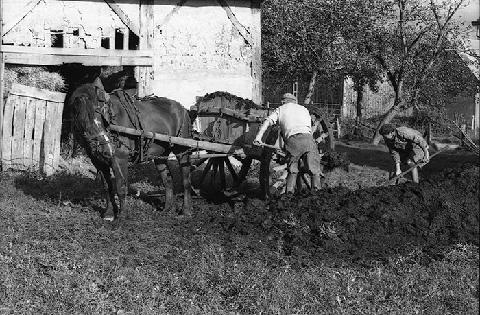 Le fumier dans l'Baniau