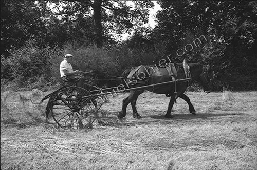 Reportage sur les foins