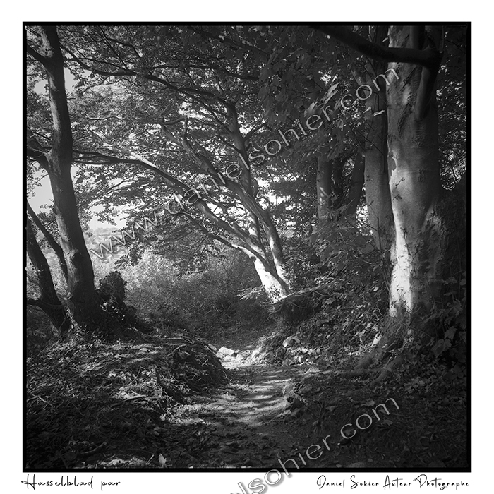 Création photographique noir et blanc argentique