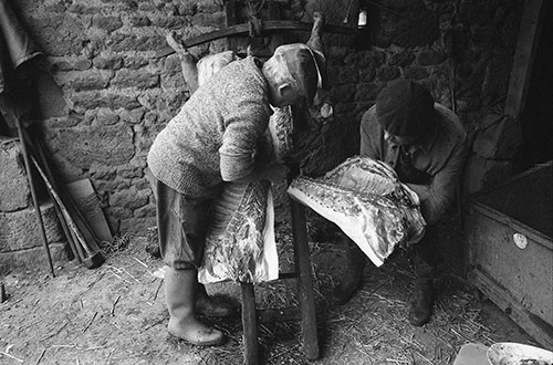 La journée du Cochon