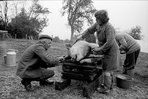La journée du Cochon