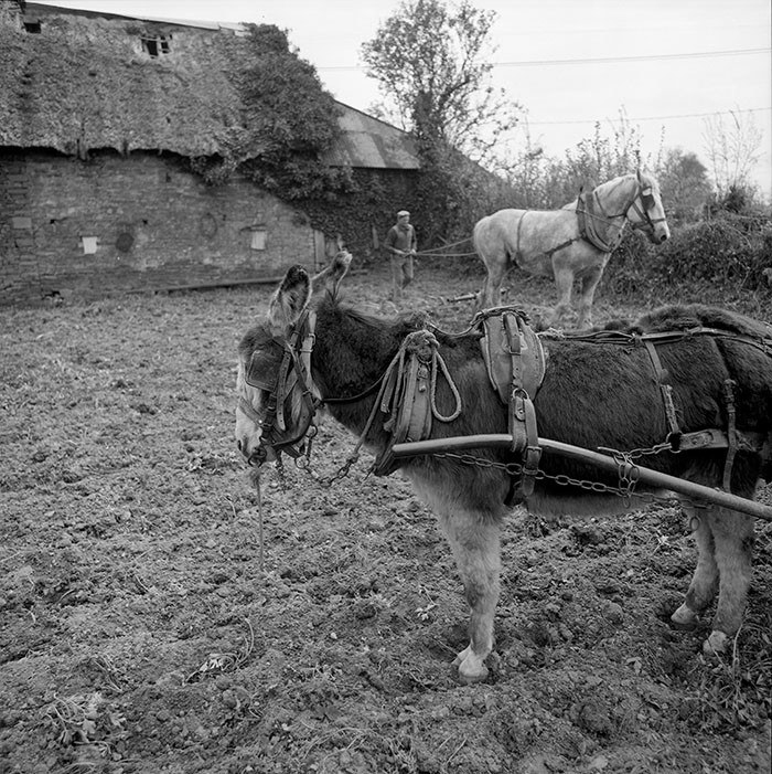 Le champ derrière la ferme