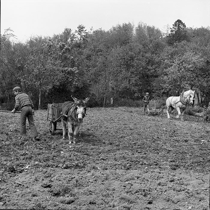 Le champ derrière la ferme