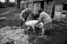 La journée du Cochon