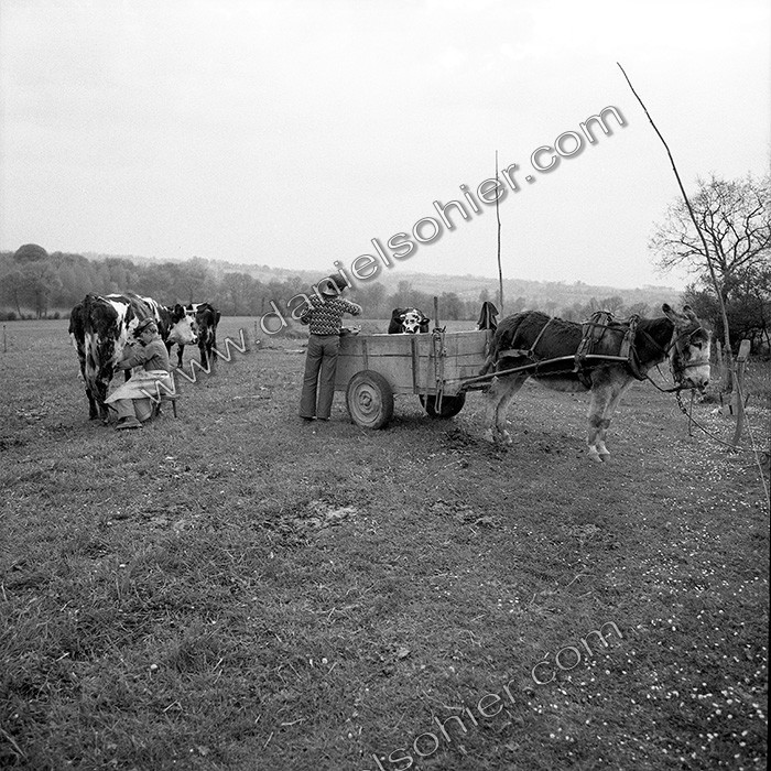 Traite dans les champs