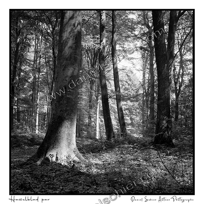 Création photographique noir et blanc argentique