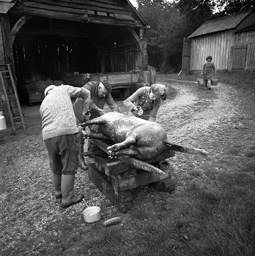 La journée du Cochon