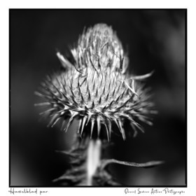Création photographique noir et blanc argentique