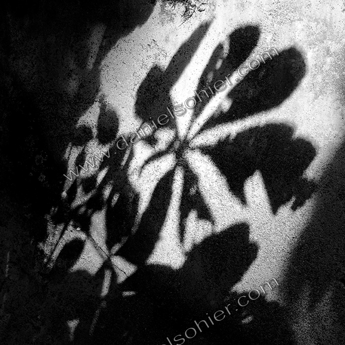 Création Noir&Blanc