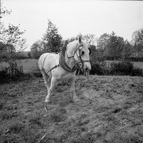 Le champ derrière la ferme