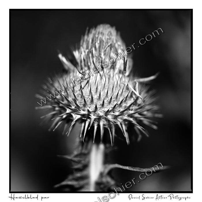 Création photographique noir et blanc argentique