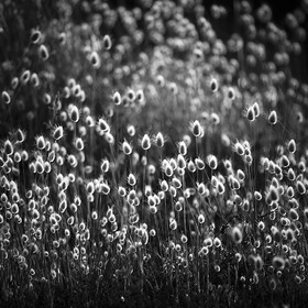 Création Noir&Blanc