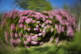 ICM Nature