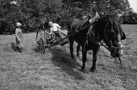 Reportage sur les foins