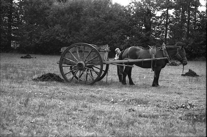 Le fumier dans l'Baniau