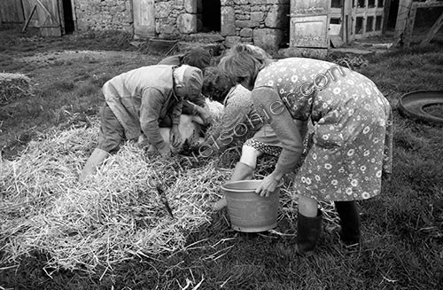 La journée du Cochon