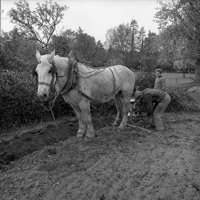 Le champ derrière la ferme