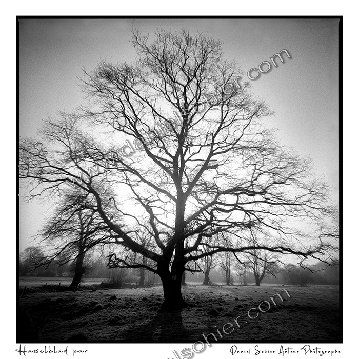 Création photographique noir et blanc argentique