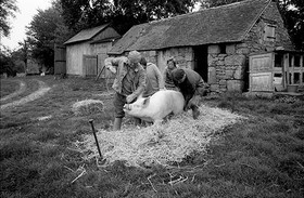 La journée du Cochon
