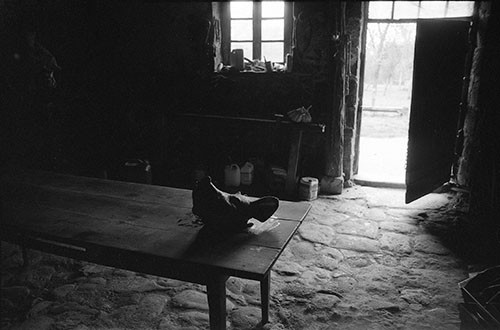 La journée du Cochon