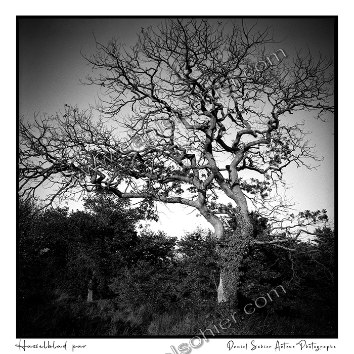 Création photographique noir et blanc argentique