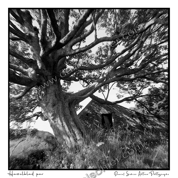 Création photographique noir et blanc argentique