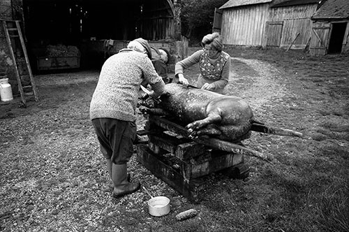 La journée du Cochon