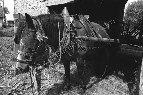 Reportage sur les foins