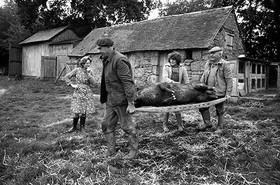 La journée du Cochon