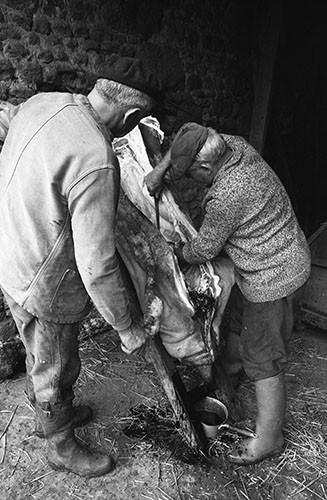 La journée du Cochon