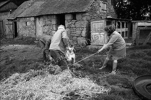 La journée du Cochon