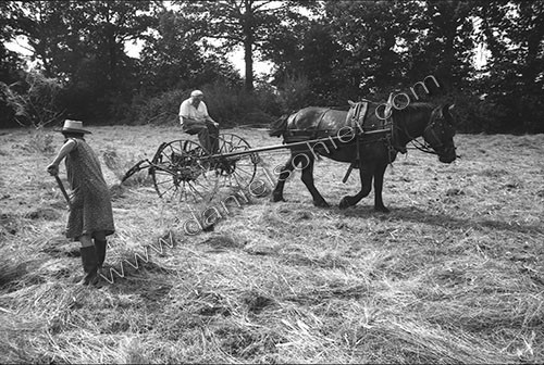 Reportage sur les foins