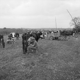 Traite dans les champs