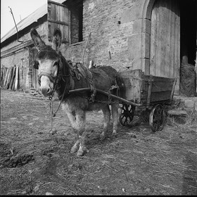 L'Ane à la ferme