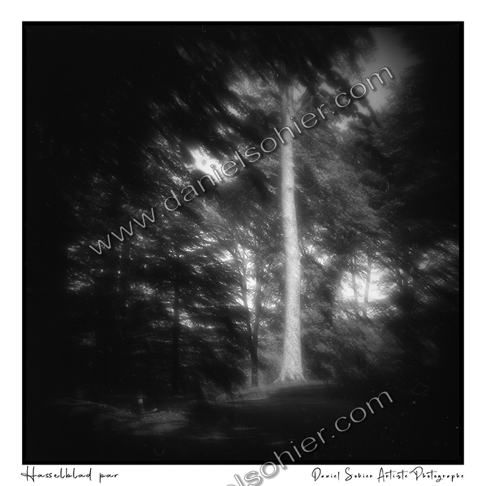 Création photographique noir et blanc argentique