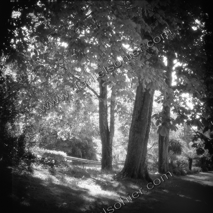 SOUS BOIS 2 - Jardin des Ravalet - Cherbourg en Cotentin - Manche - France 1993 - Hasselblad 6x6 argentique Photographie N° ATMOBOT 04