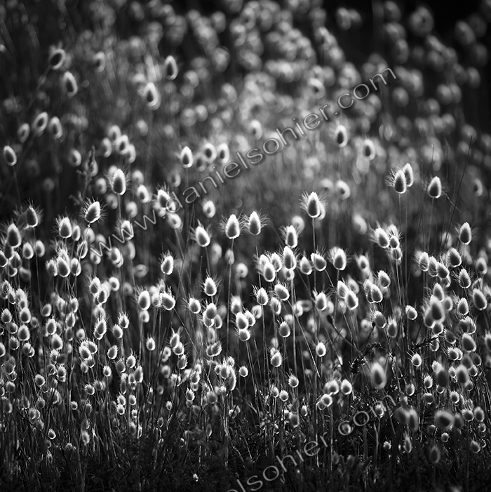 Création Noir&Blanc