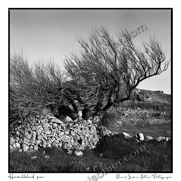 Création photographique noir et blanc argentique