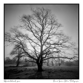 Création photographique noir et blanc argentique